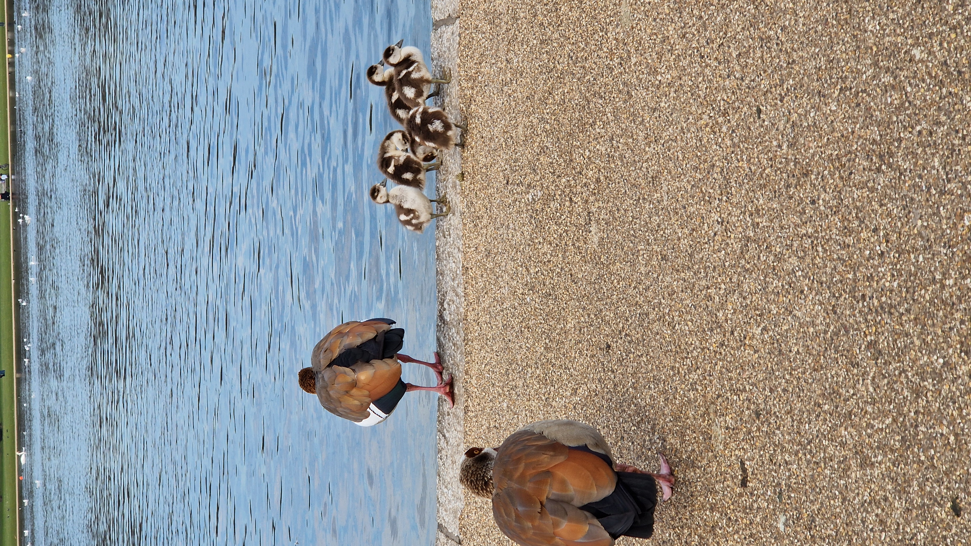 Ducks at Hyde Park